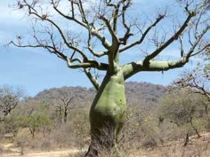 ZR 01 - 09 - árbol el angolo.jpg